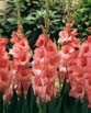 Gladiolus  SPIC & SPAN
